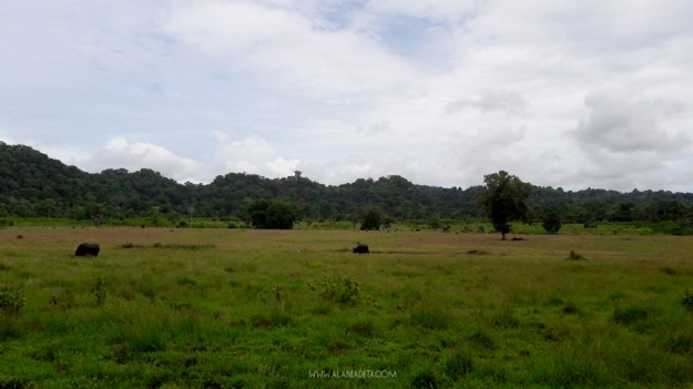 padang-savana