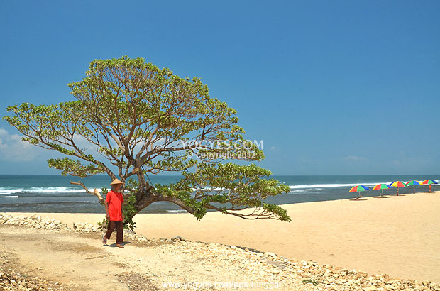 pantai pok tunggal yogyescom