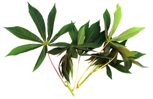 cassava-leaves-878933_1920.jpg
