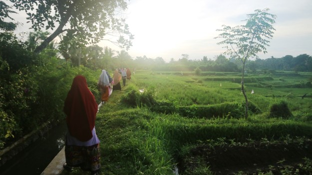 Susur Sawah